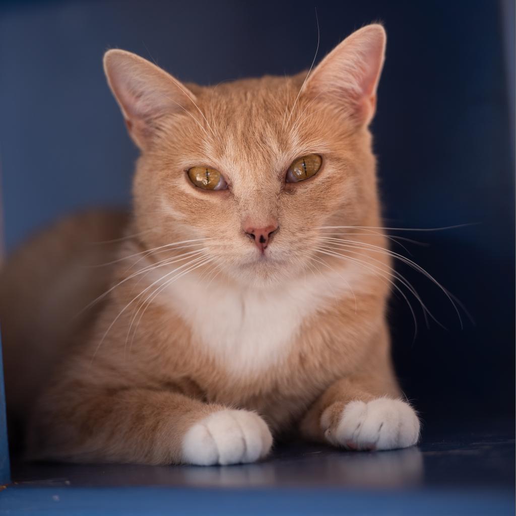 Maybelline, an adoptable Domestic Short Hair in Kanab, UT, 84741 | Photo Image 1