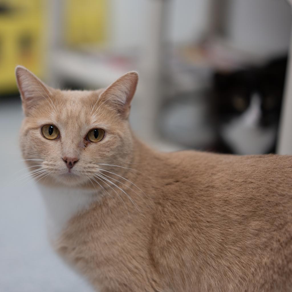 Maybelline, an adoptable Domestic Short Hair in Kanab, UT, 84741 | Photo Image 4