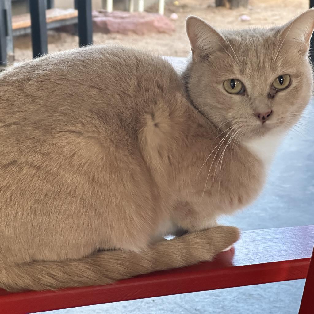 Maybelline, an adoptable Domestic Short Hair in Kanab, UT, 84741 | Photo Image 6