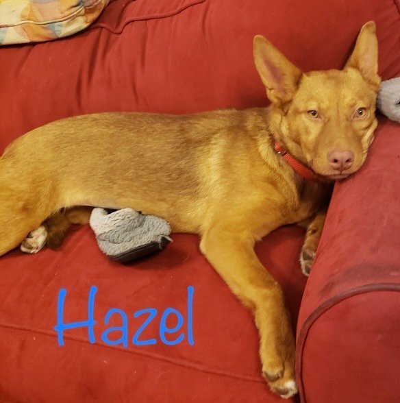 Hazel