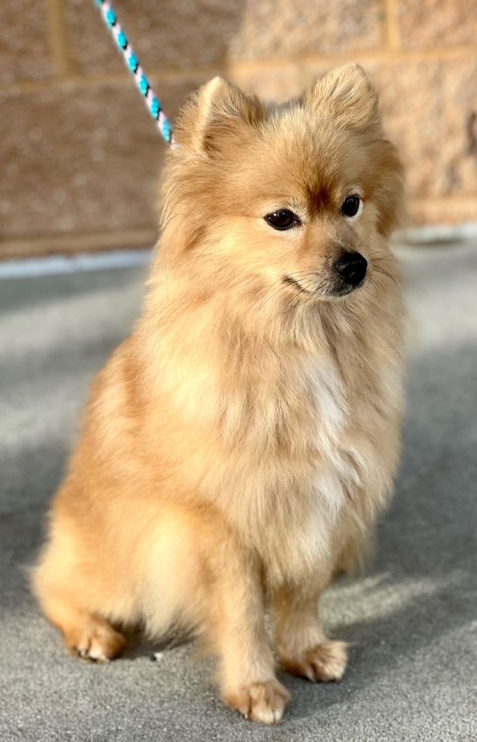 Pomeranian store dog rescue