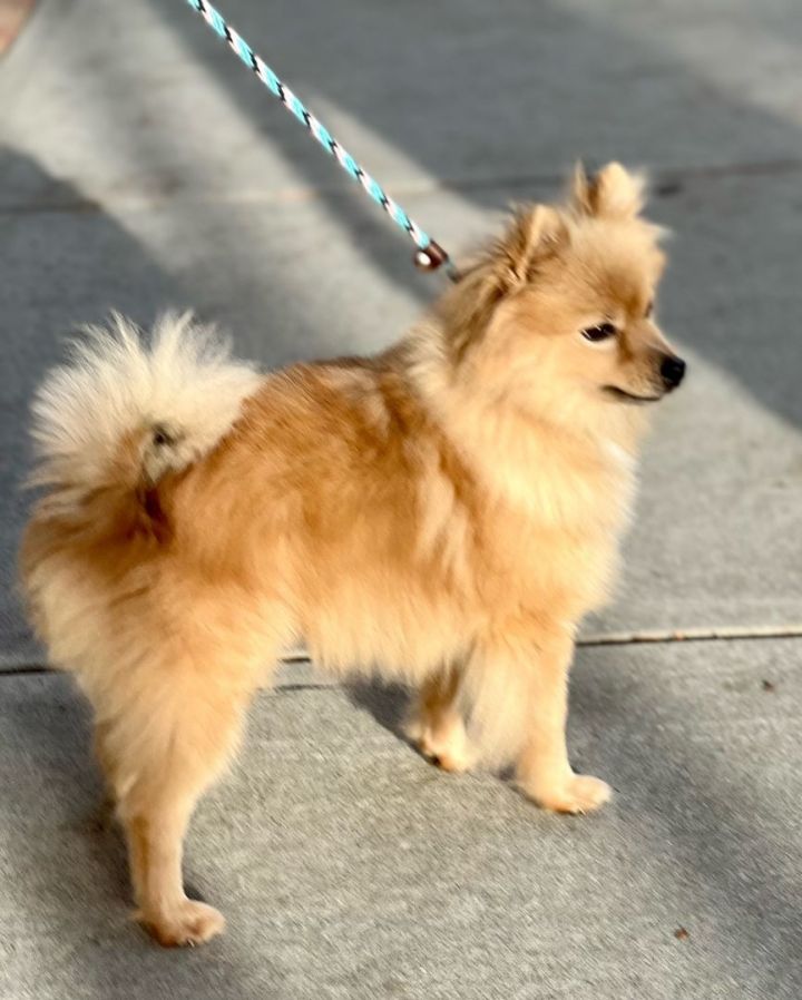 Throwback pomeranian hot sale for sale