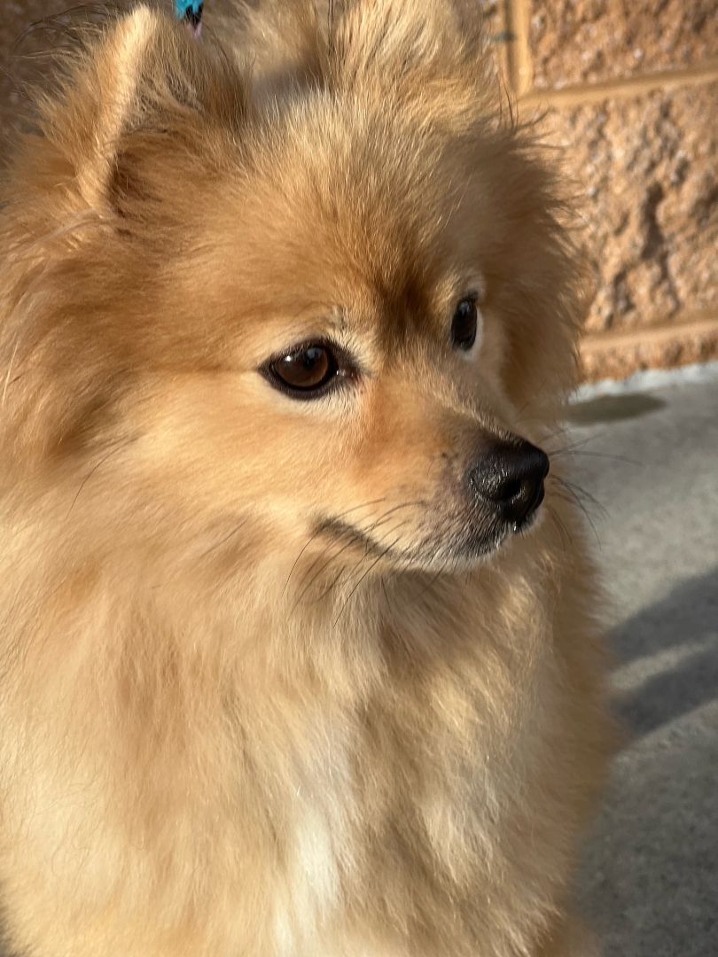 Mickey, an adoptable Pomeranian in Ladson, SC, 29456 | Photo Image 6