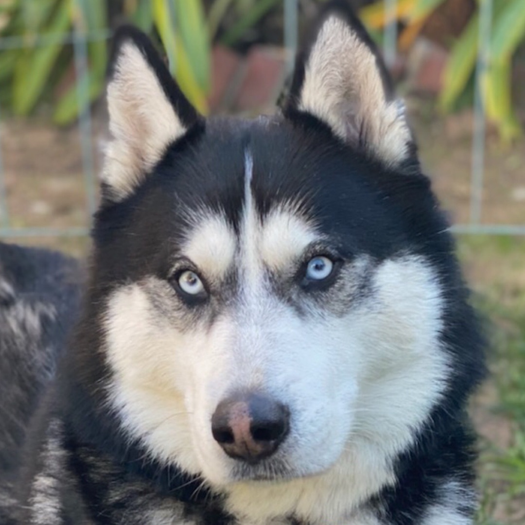 Duke (BONDED PAIR)