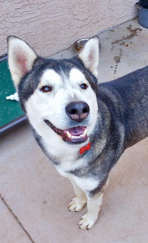 TOGO, an adoptable Husky in Phoenix, AZ, 85034 | Photo Image 1