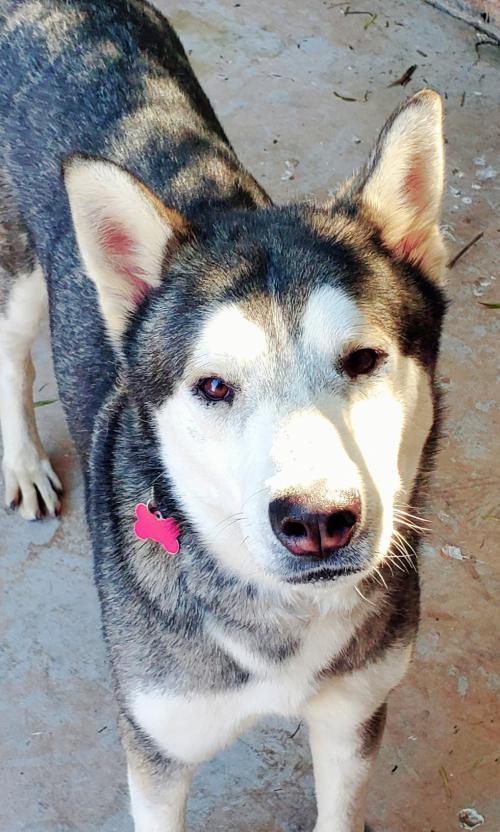 TOGO, an adoptable Husky in Phoenix, AZ, 85034 | Photo Image 2