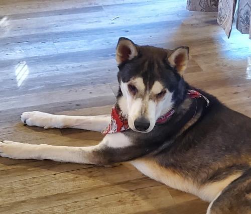 TOGO, an adoptable Husky in Phoenix, AZ, 85034 | Photo Image 3