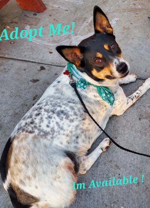 NEPTUNE, an adoptable Australian Cattle Dog / Blue Heeler in Phoenix, AZ, 85034 | Photo Image 1