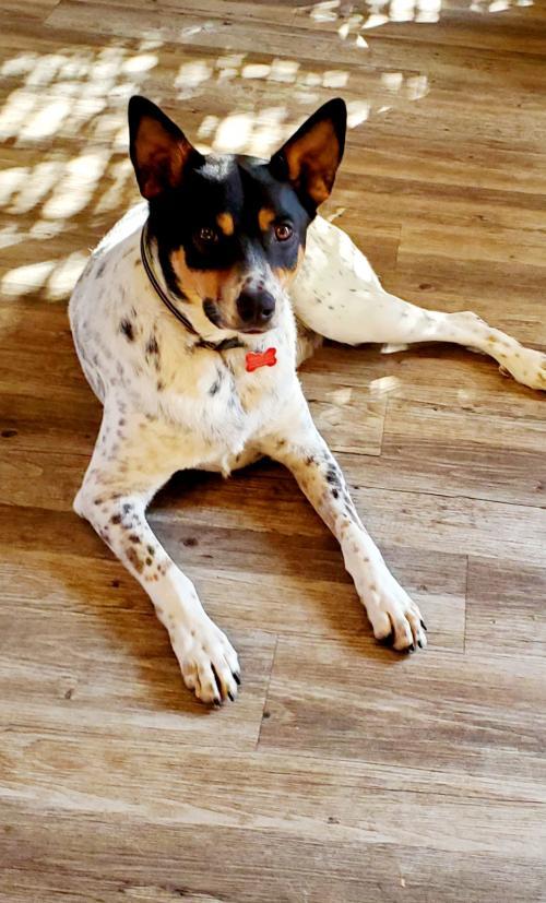 NEPTUNE, an adoptable Australian Cattle Dog / Blue Heeler in Phoenix, AZ, 85034 | Photo Image 2