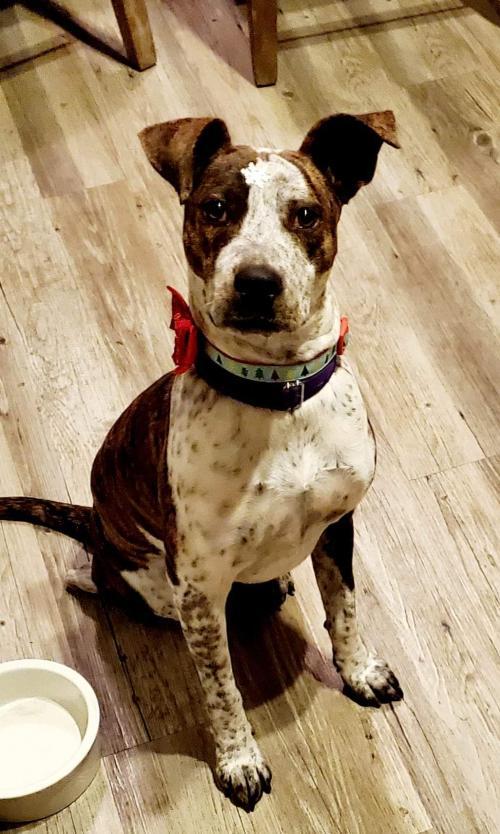 red heeler boxer mix