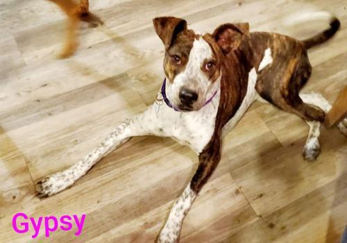 GYPSY, an adoptable Boxer, Australian Cattle Dog / Blue Heeler in Phoenix, AZ, 85034 | Photo Image 3