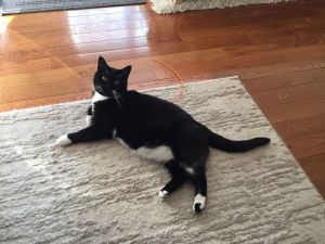 Juniper