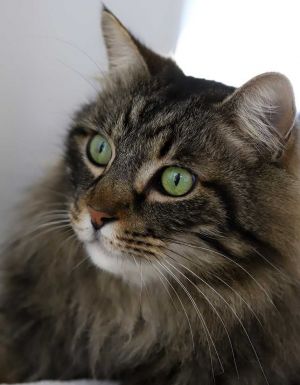 DOB 22620 Chaucer is a giant gorgeous fluffy maine coon on a pilgrimage to steal your heart W