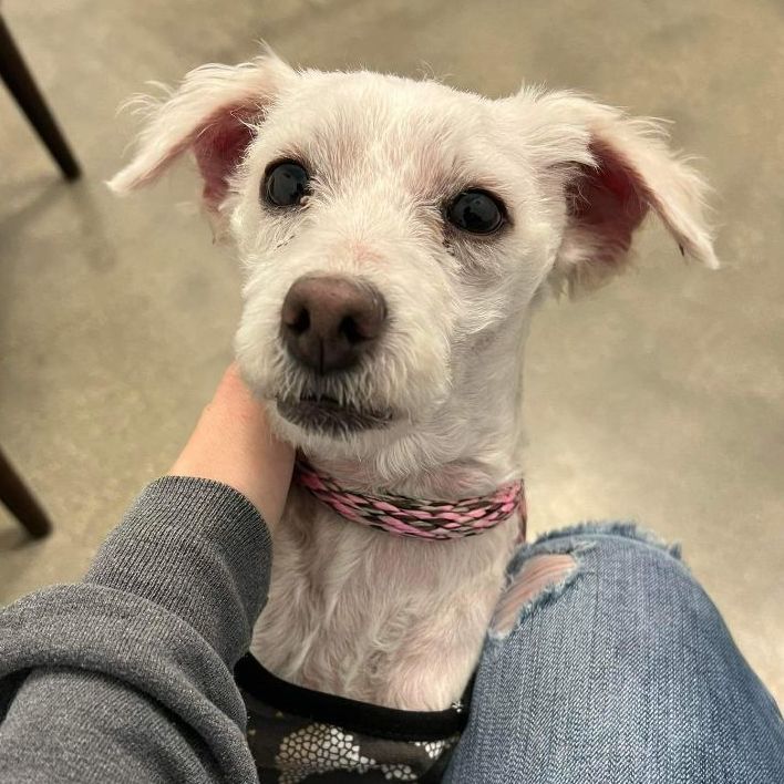 white maltese poodle mix puppies