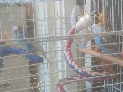 Blueberry & Frosty, an adopted Parakeet (Other) in Salt Lake City, UT_image-1