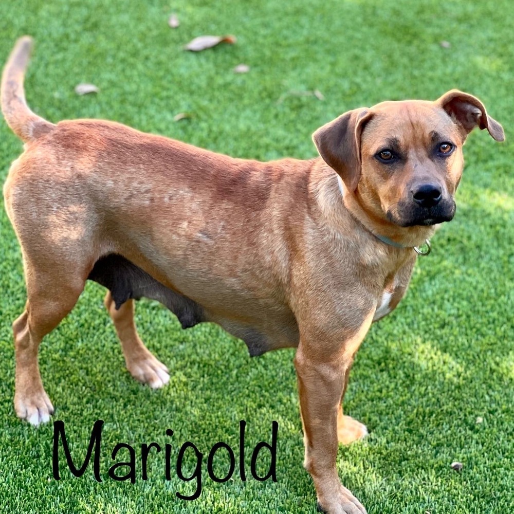 Marigold