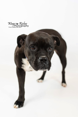 Tippy, an adoptable Boxer in Jacksonville, AL, 36265 | Photo Image 1