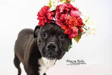 Tippy, an adoptable Boxer in Jacksonville, AL, 36265 | Photo Image 2
