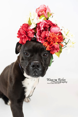 Tippy, an adoptable Boxer in Jacksonville, AL, 36265 | Photo Image 3