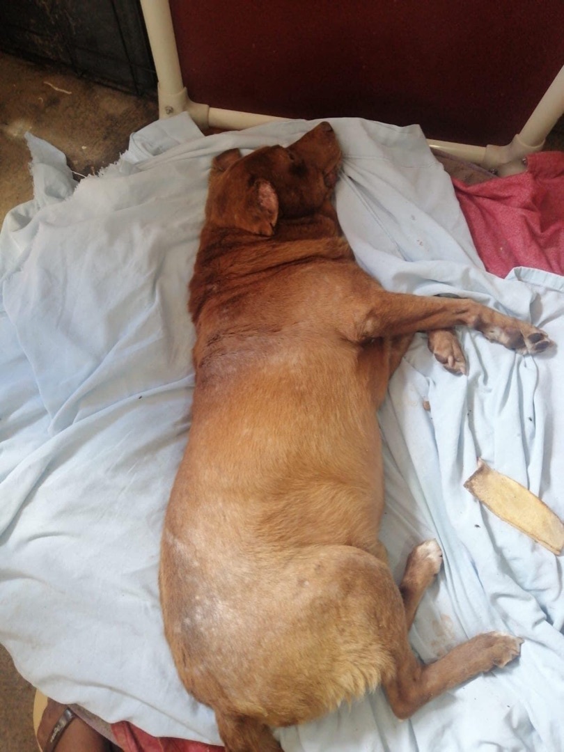 Bruno , an adoptable Labrador Retriever, Pit Bull Terrier in Tucson, AZ, 85757 | Photo Image 4