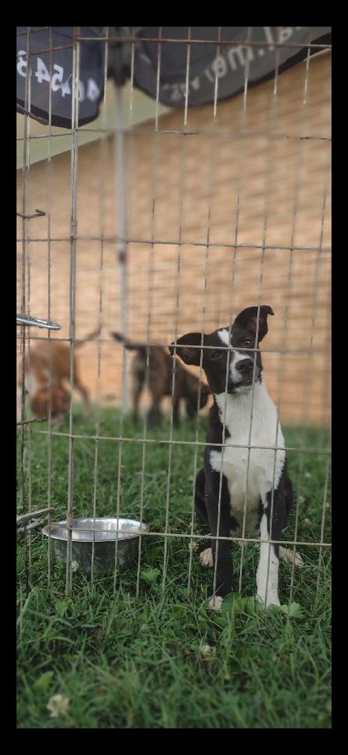 Alfie, an adoptable Black Labrador Retriever in kingston, GA, 30145 | Photo Image 1