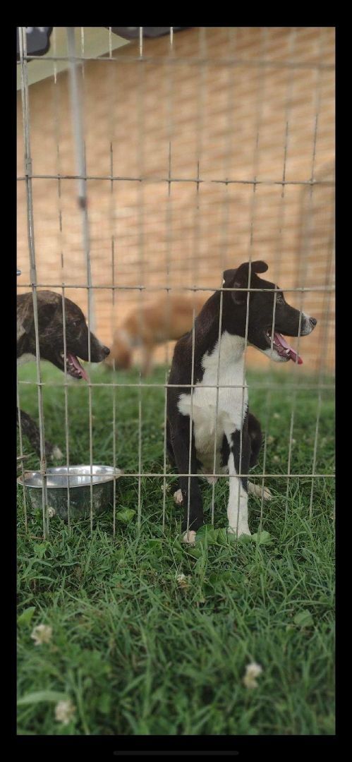 Alfie, an adoptable Black Labrador Retriever in kingston, GA, 30145 | Photo Image 3