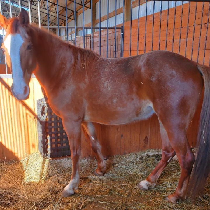Moon Pie, an adoptable Tennessee Walker in Hohenwald , TN_image-1