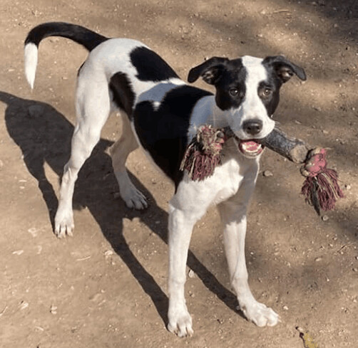 Great dane 2024 mixed puppies