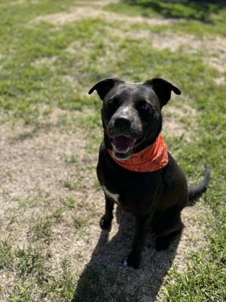 Zoola, an adoptable Mixed Breed in San Leon, TX, 77565 | Photo Image 4