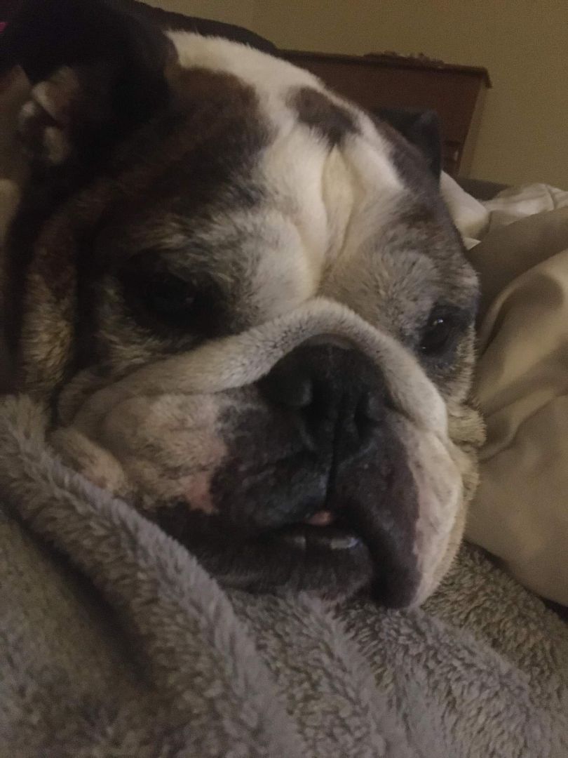 Tootsie, an adoptable English Bulldog in Decatur, IL, 62526 | Photo Image 1