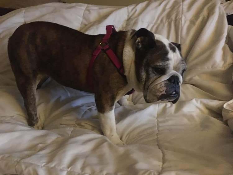 Tootsie, an adoptable English Bulldog in Decatur, IL, 62526 | Photo Image 2