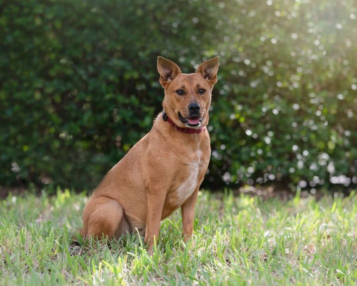 Poppy, an adopted Carolina Dog Mix in Saint Augustine, FL_image-1