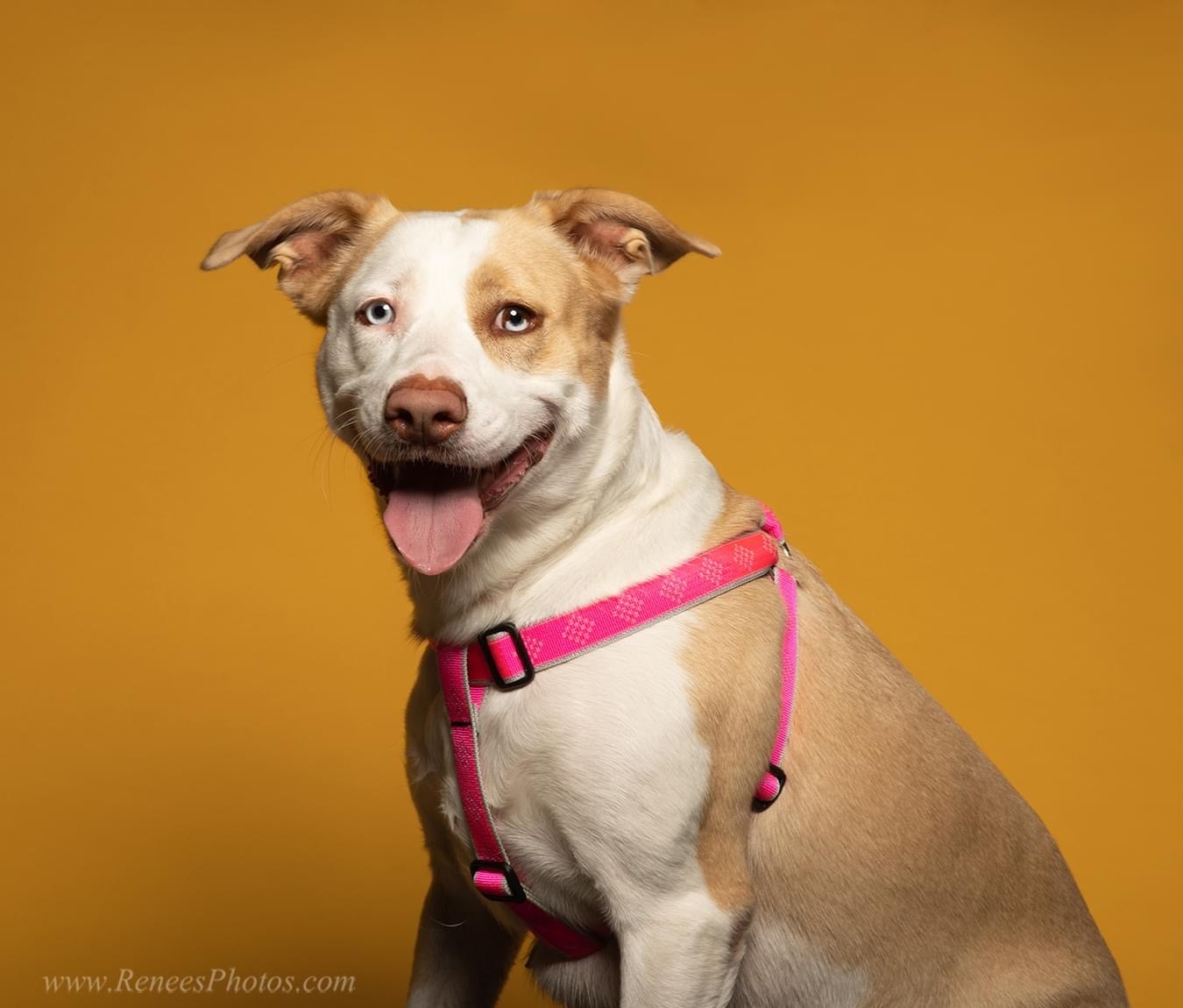 Lanny, an adoptable Siberian Husky, Terrier in Lewis Center, OH, 43035 | Photo Image 1