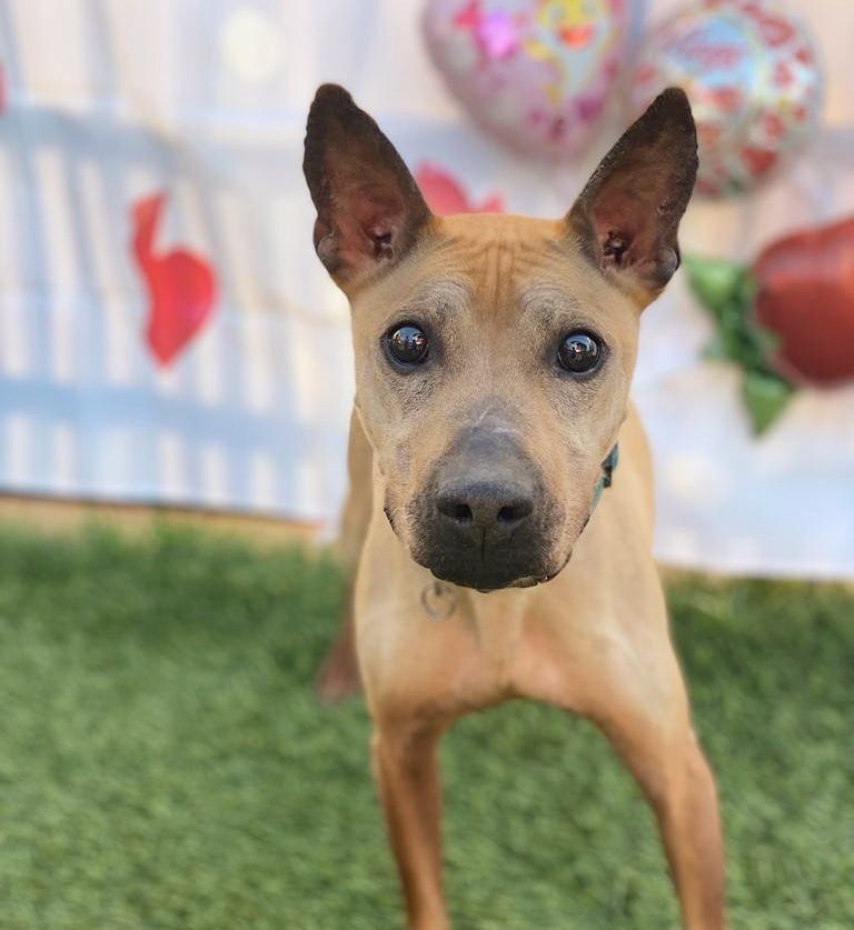 Momo, an adoptable Shar-Pei, Terrier in San Francisco, CA, 94132 | Photo Image 1