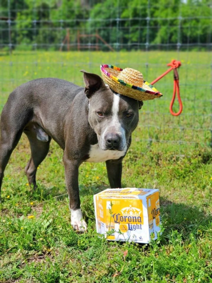 Brazos, an adoptable Pit Bull Terrier in Clifton, TX_image-2