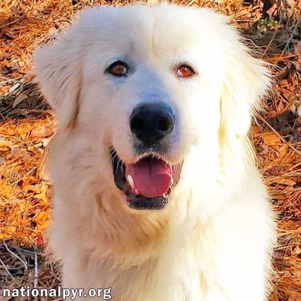 Elsa in GA - A Great Pyr Smile :)