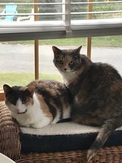 Sansa w/ Arya, an adoptable Domestic Short Hair, Abyssinian in Duxbury, MA, 02331 | Photo Image 2