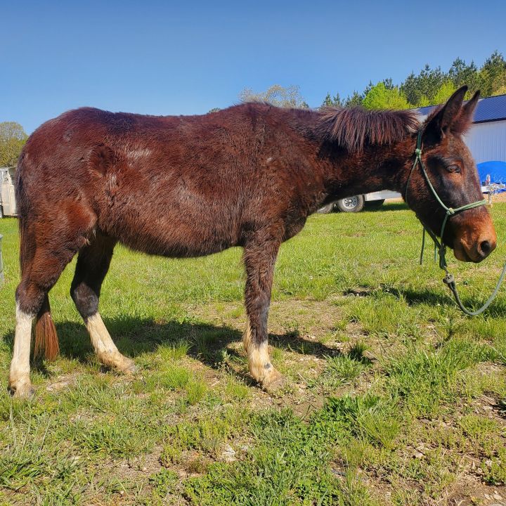 Lakritze, an adoptable Mule in Hohenwald , TN_image-3