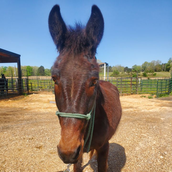 Lakritze, an adoptable Mule in Hohenwald , TN_image-4