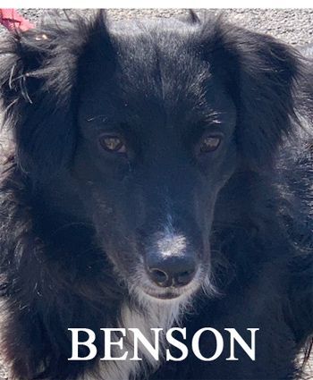 Benson