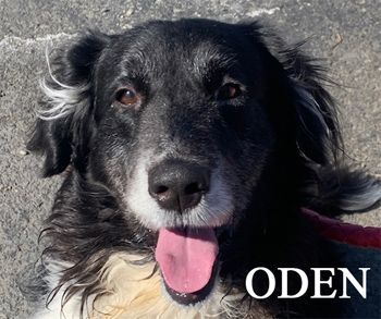 Oden