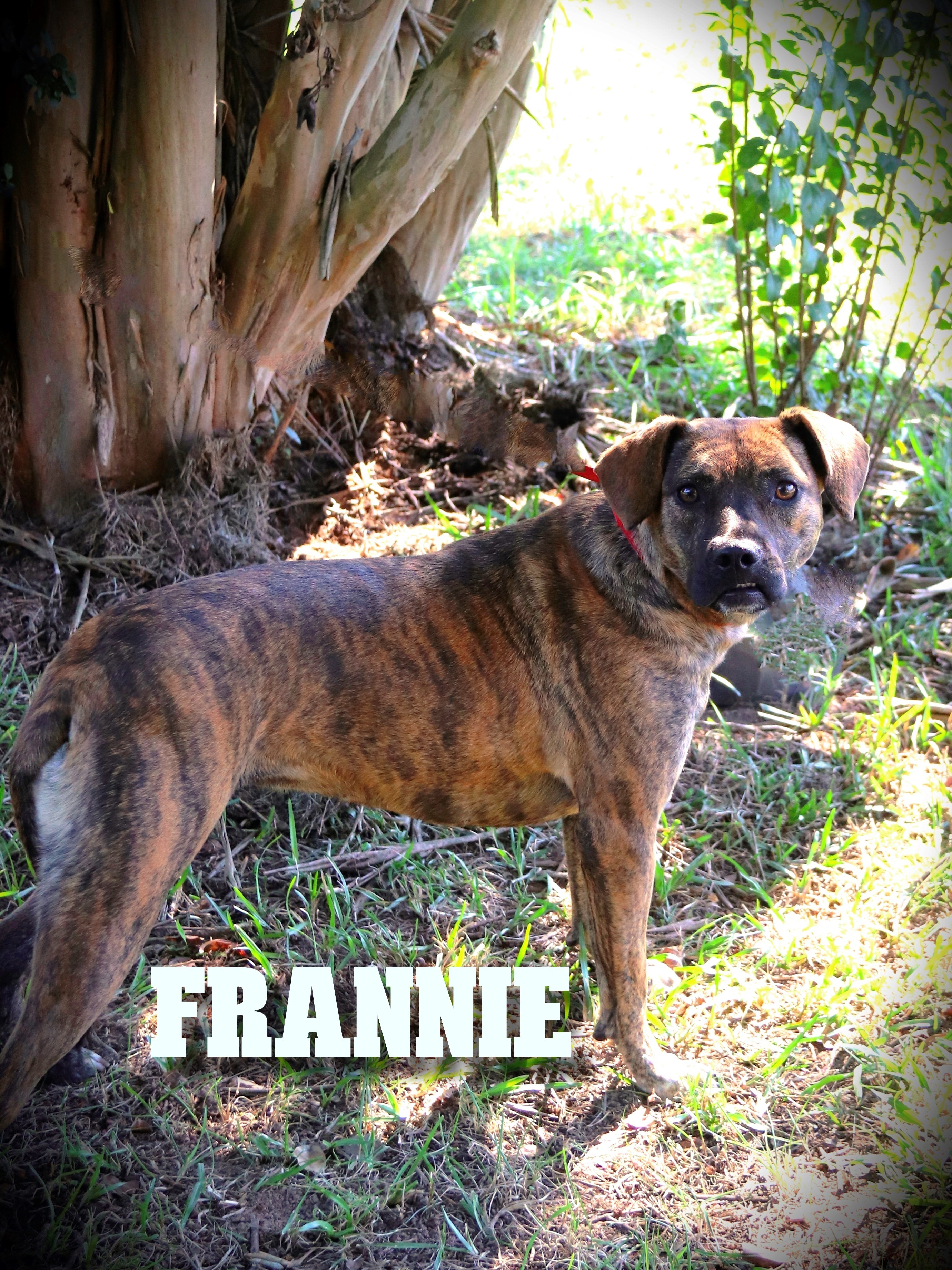 FRANNIE, an adoptable Hound in Lancaster, SC, 29720 | Photo Image 3