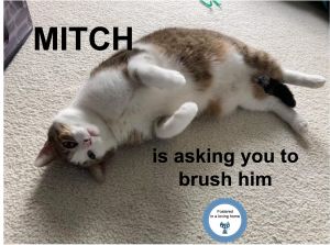 Mitch