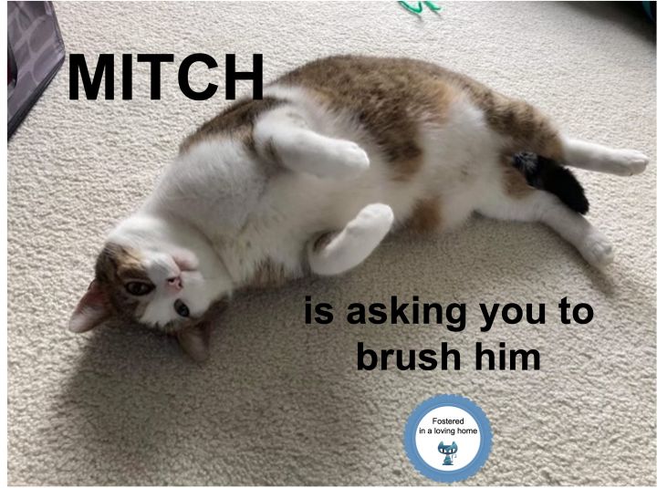 Mitch 1