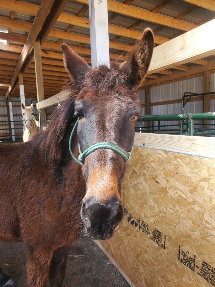 Polly, an adoptable Mule in Hohenwald , TN_image-4