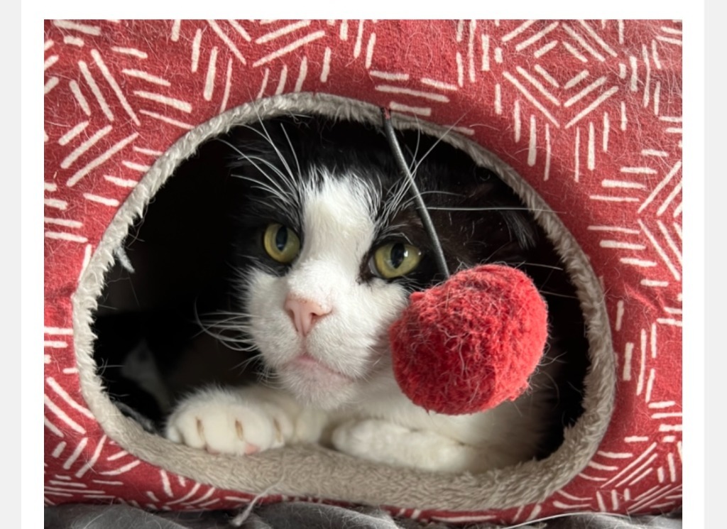 Charlie B, an adoptable Domestic Short Hair in Pawtucket, RI, 02860 | Photo Image 3