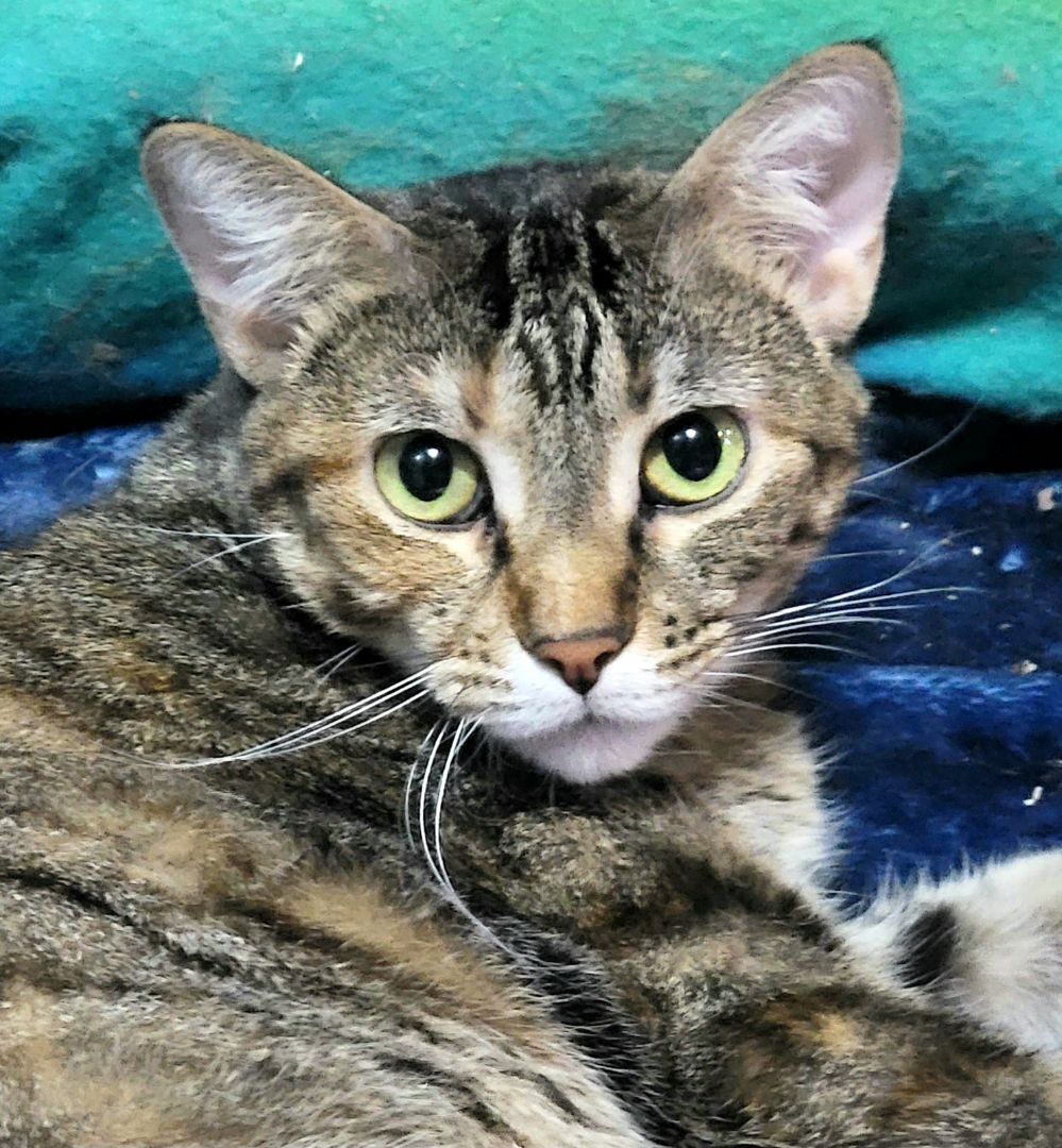 Jane Eyre, an adoptable Torbie in Belvidere, IL, 61008 | Photo Image 1