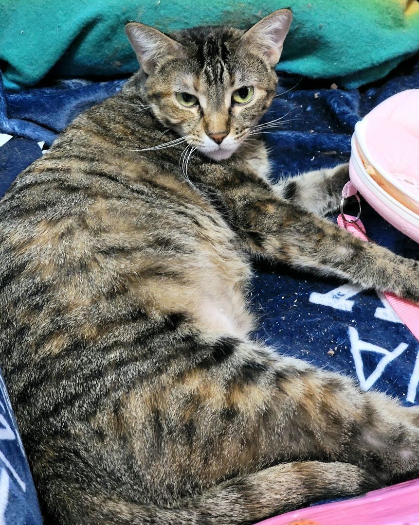 Jane Eyre, an adoptable Torbie in Belvidere, IL, 61008 | Photo Image 5