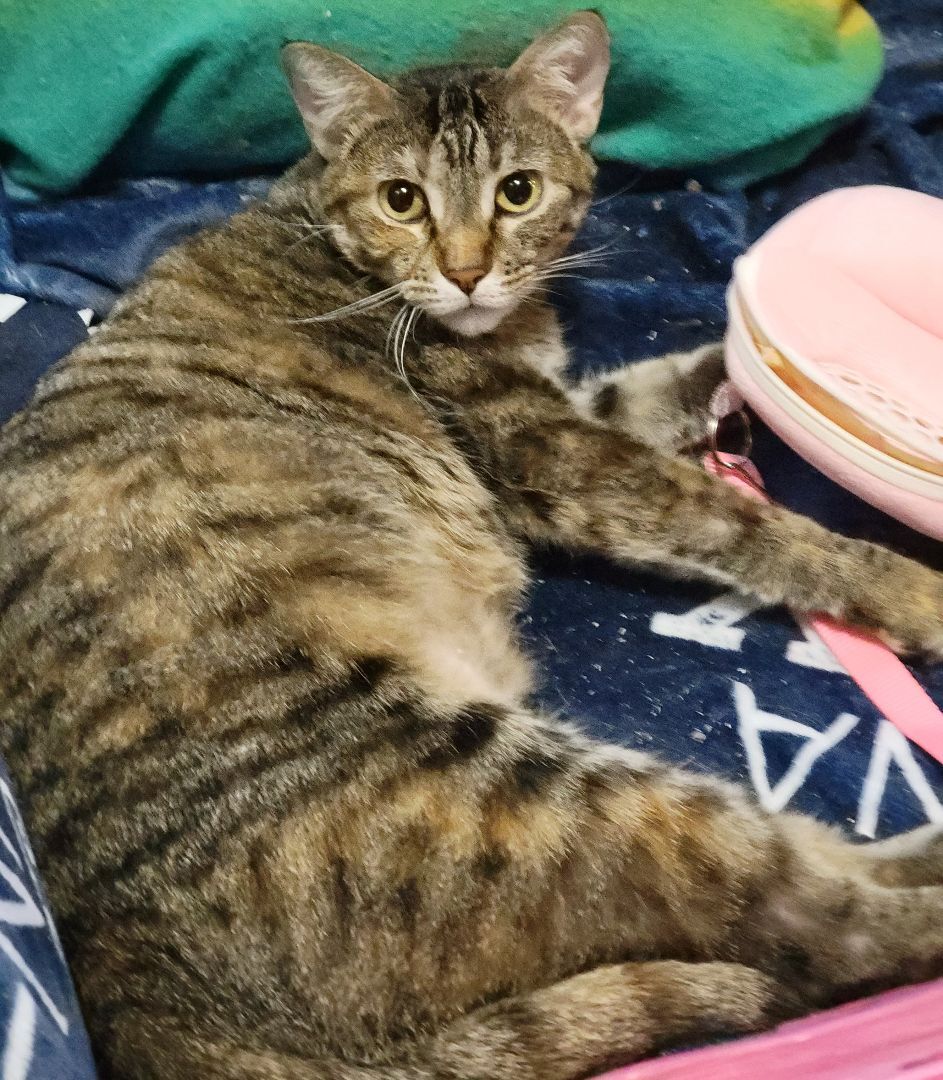 Jane Eyre, an adoptable Torbie in Belvidere, IL, 61008 | Photo Image 6