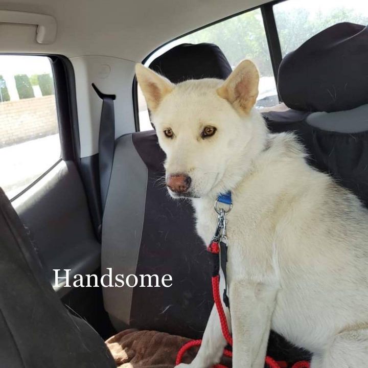 Handsome, an adoptable Jindo & Siberian Husky Mix in Palmdale, CA_image-2